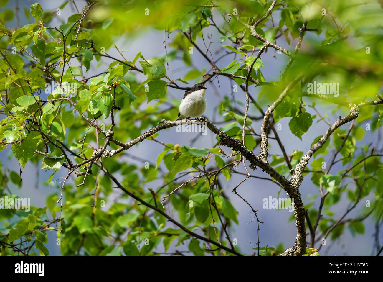 TAFJORD, NORVÈGE - 2020 JUIN 02.Pied flycatcher, Ficedula hypoleuca, assis sur un arbre. Banque D'Images