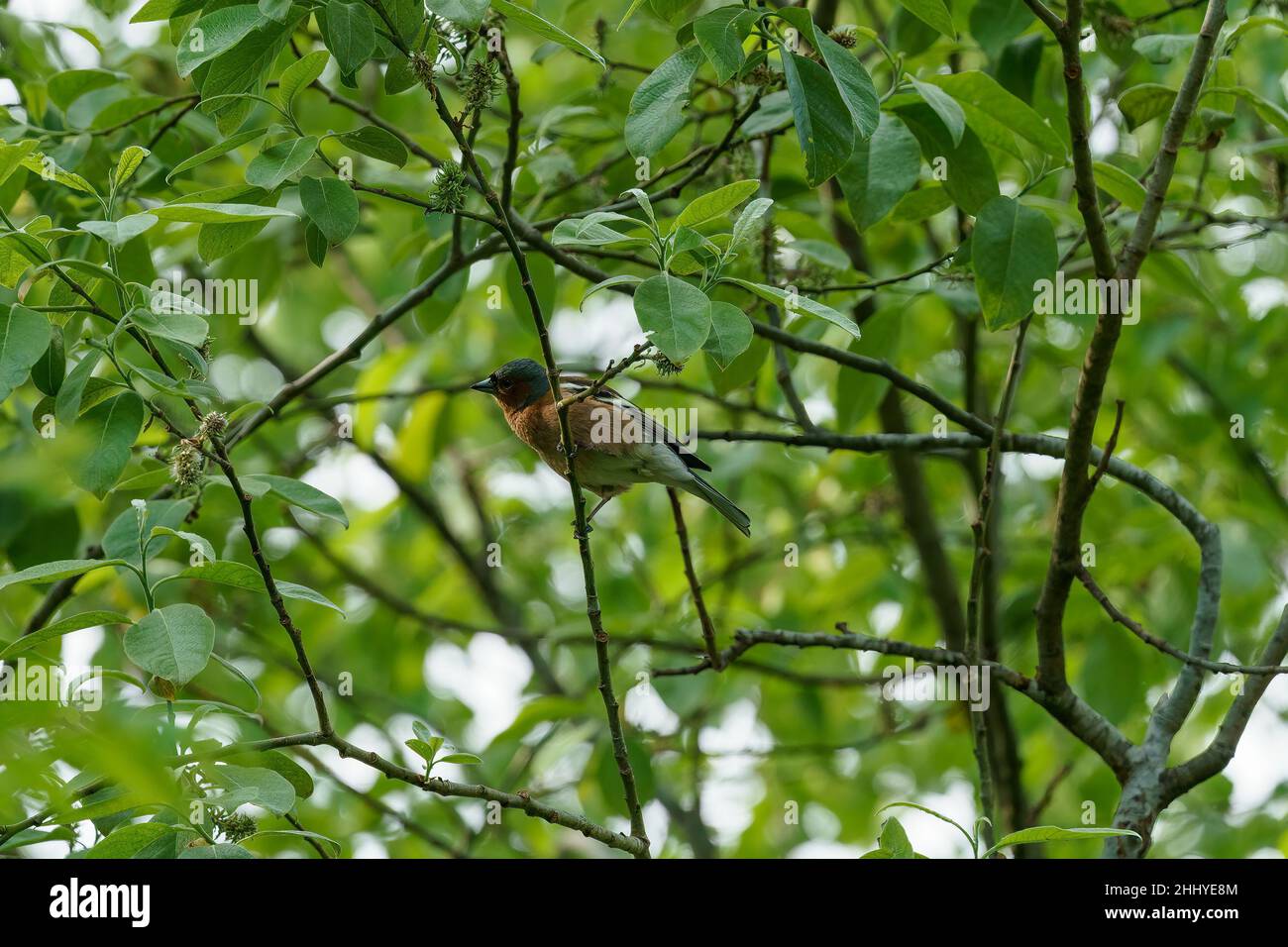 VALLDAL, NORVÈGE - 2020 JUIN 03.Chaffinch (Fringilla coelebs) chante dans l'arbre. Banque D'Images