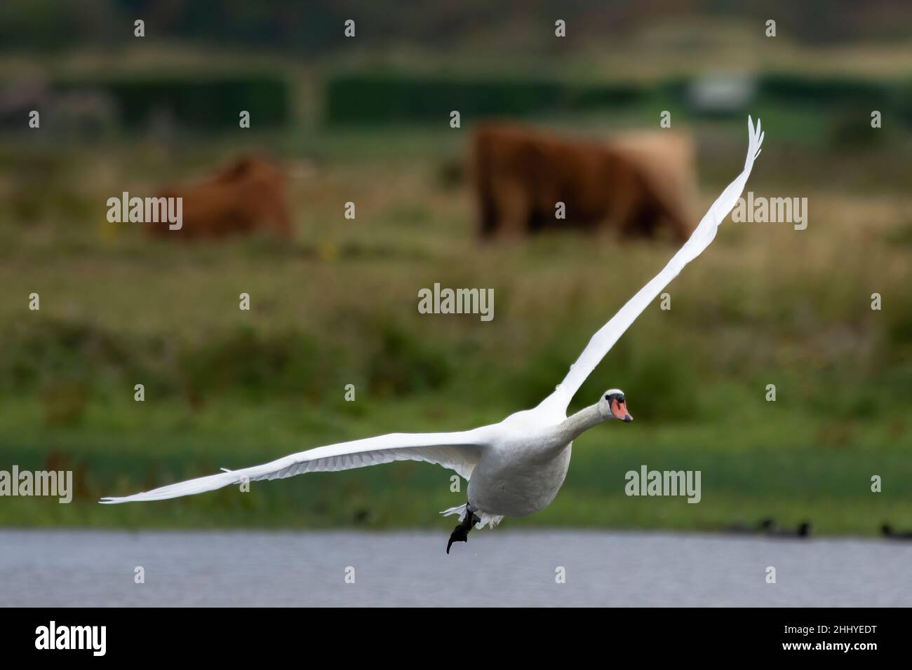 Cygnes à Saint Firmin les Crotoy, baie de somme Banque D'Images