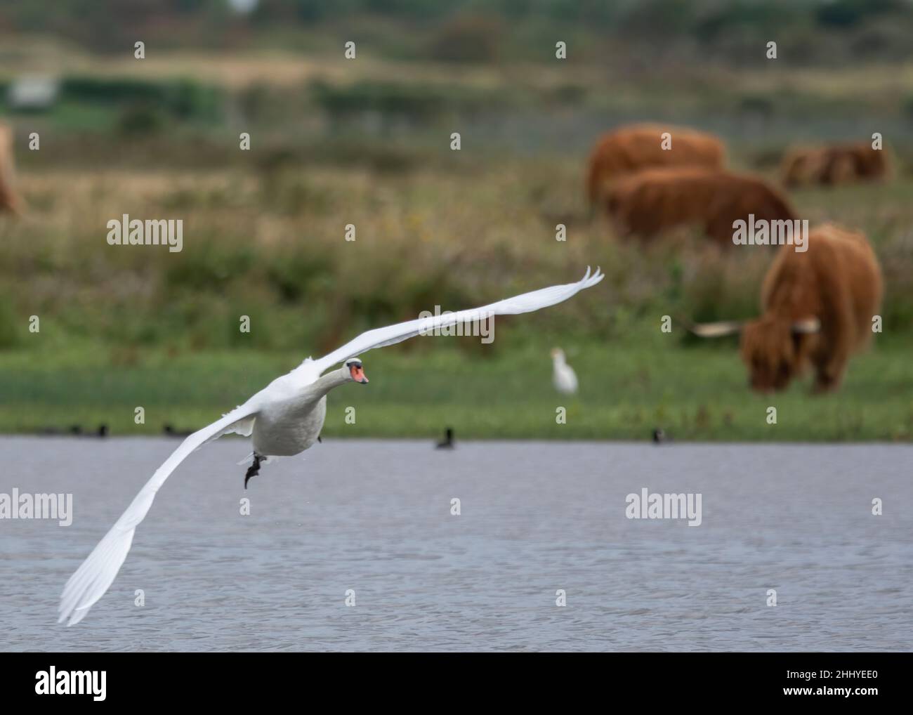 Cygnes à Saint Firmin les Crotoy, baie de somme Banque D'Images