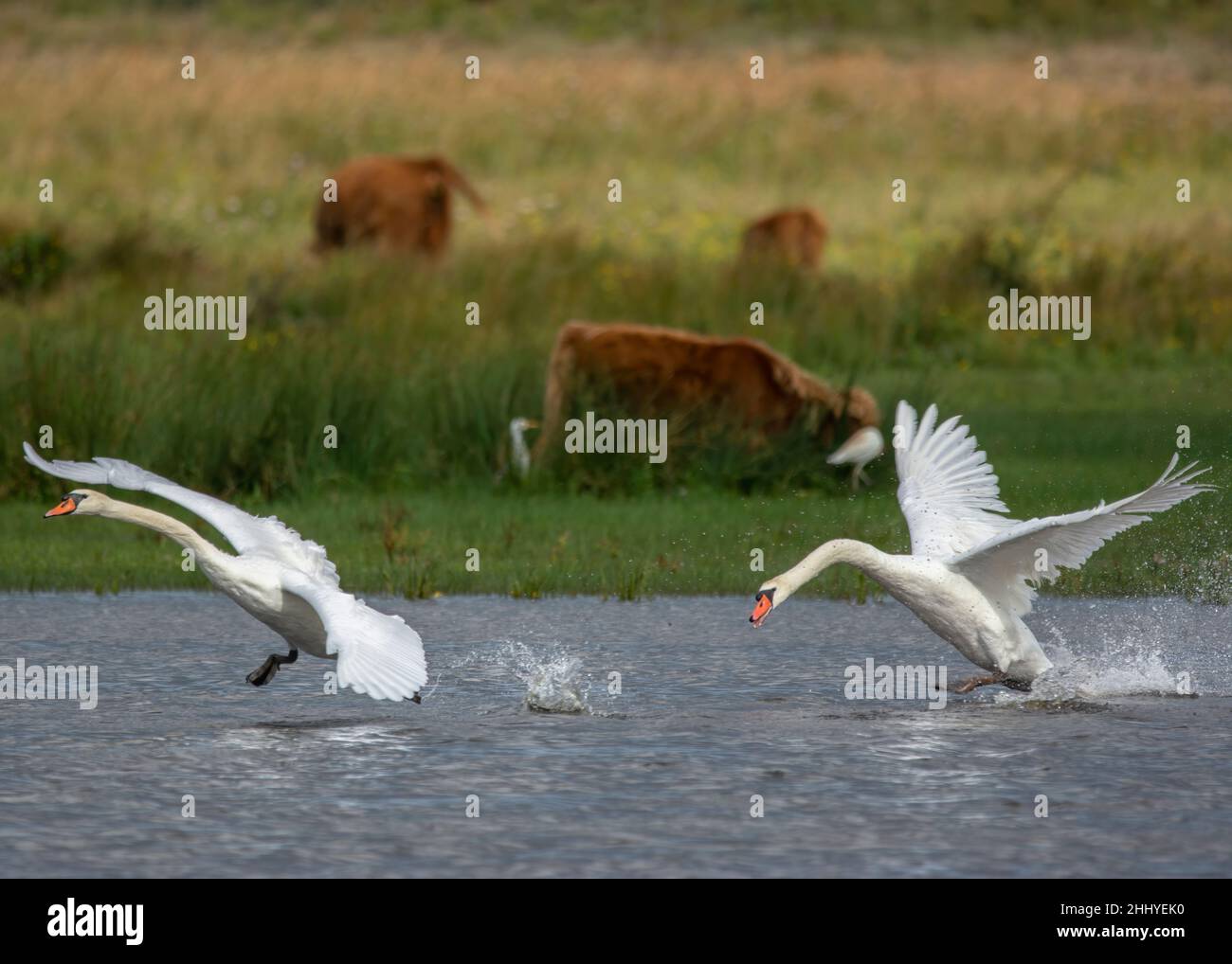 Cygnes à Saint Firmin les Crotoy, baie de somme Banque D'Images