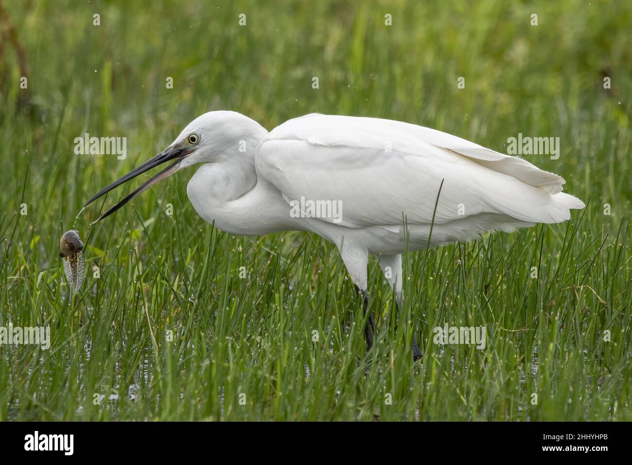 oiseaux , cheval Henson, bovins des Highlands, Saint Firmin les Crotoy, Aigrette garzette, Grande aigrette, Spatule, Cygne Banque D'Images