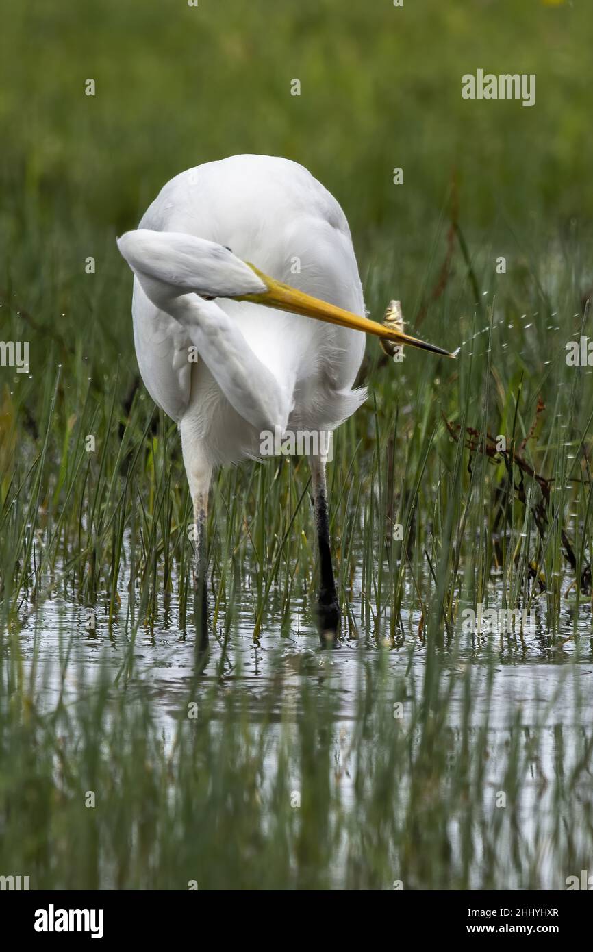 oiseaux , cheval Henson, bovins des Highlands, Saint Firmin les Crotoy, Aigrette garzette, Grande aigrette, Spatule, Cygne Banque D'Images