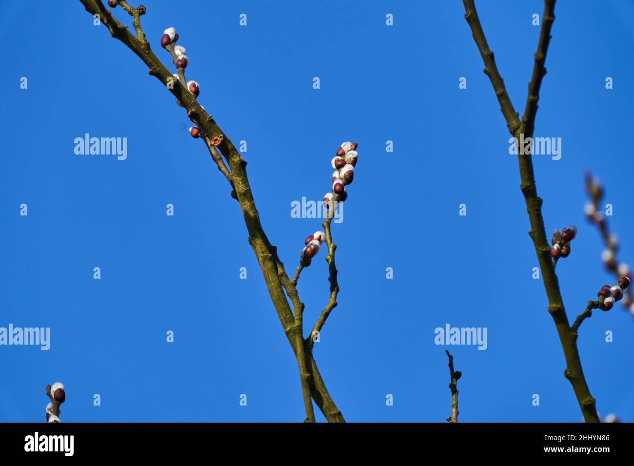Les saules, aussi les arceaux et les osiers, du genre Salix, sont des arbres à feuilles vertes que l'on trouve surtout dans les régions humides Banque D'Images