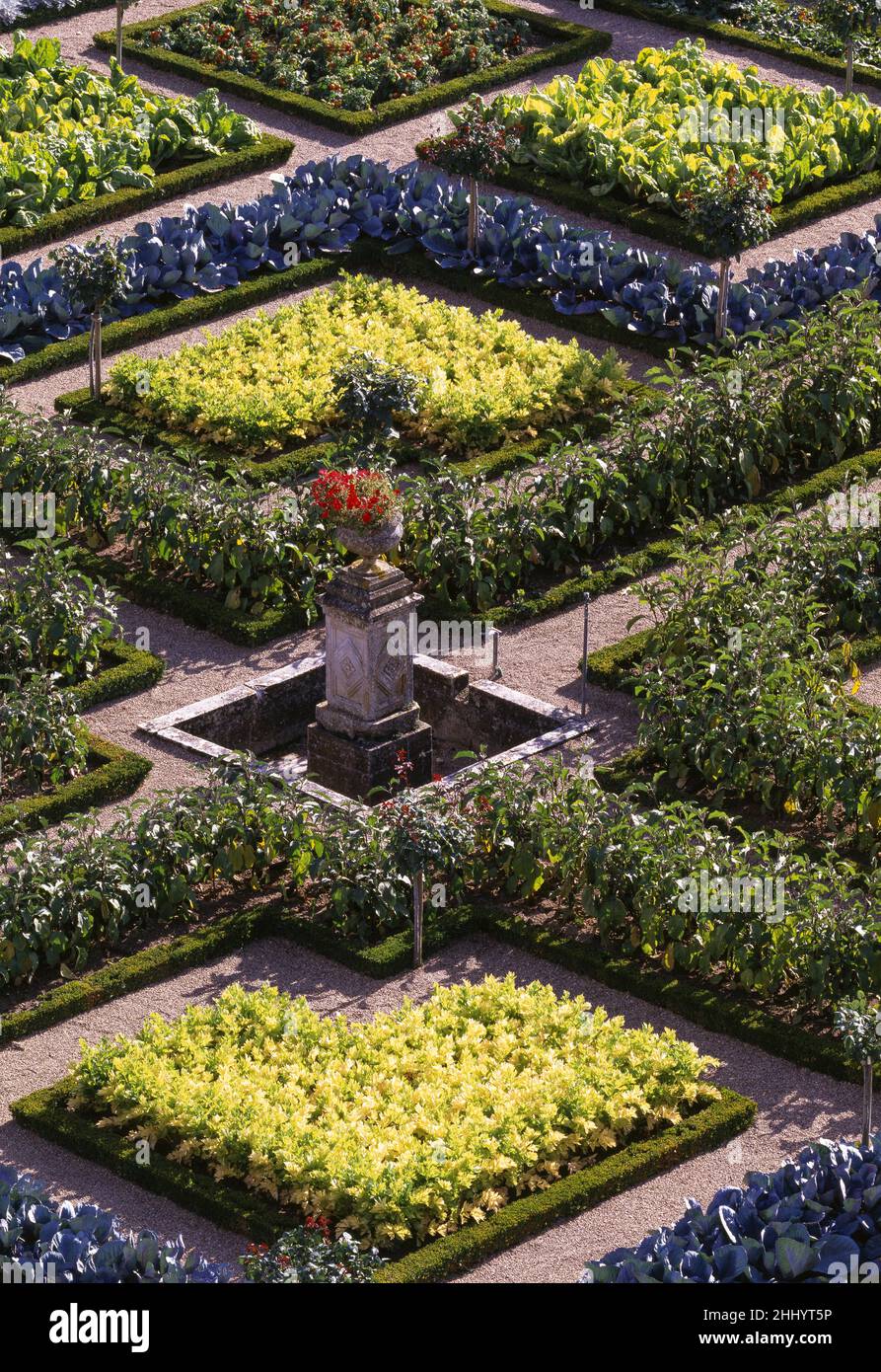 Villandry, Château de Villandry, Gemüsegarten Banque D'Images