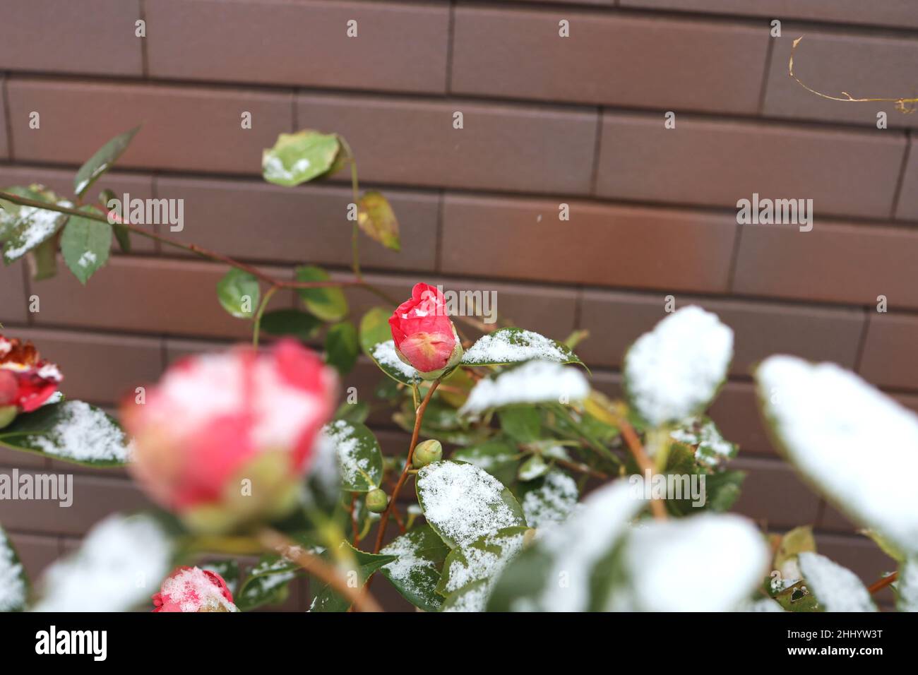 Roses avec neige en hiver.janvier 2022 Japon. Banque D'Images