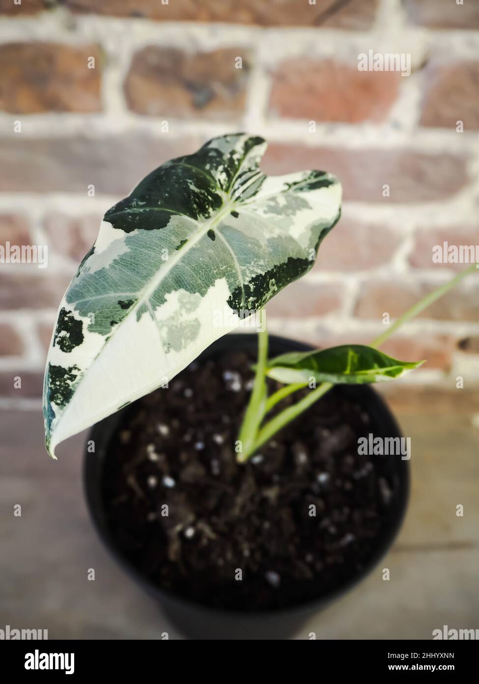 Alocasia Micholitziana, connu communément sous le nom d'Alocasia Frydek.Plante tropicale rare chère. Banque D'Images