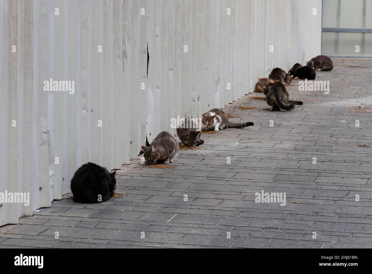 Un groupe de chats errants mangeant de la nourriture donnée par des bénévoles dans la rue Banque D'Images