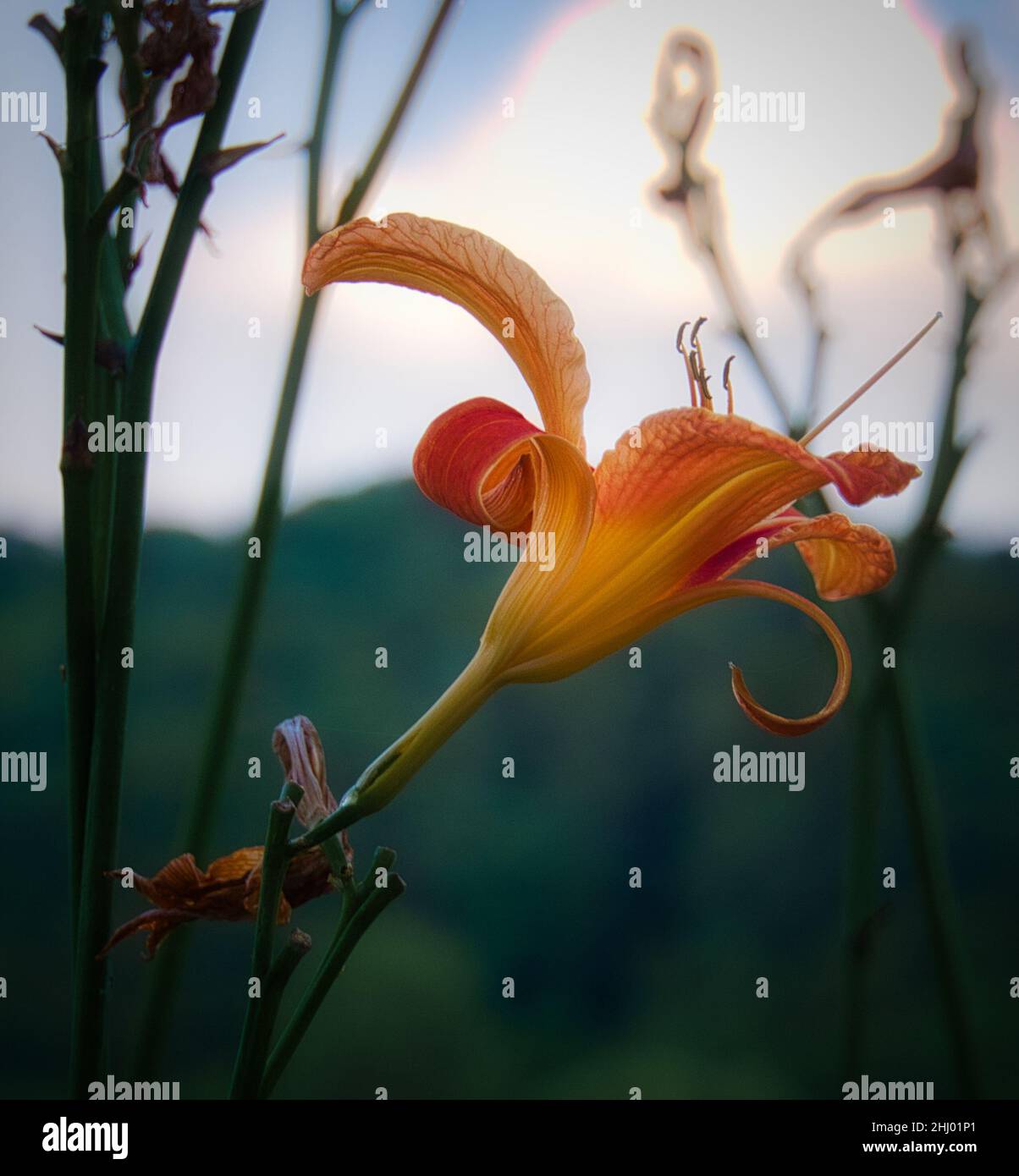 nénuphar rose, jaune, orange isolé devant une clairière et une forêt.Gros plan sur les détails à la fin de l'été Banque D'Images