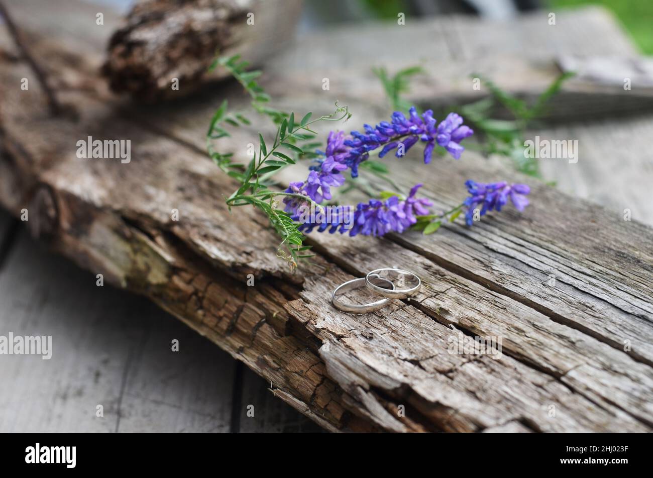 Deux anneaux de mariage blancs en or se trouvent sur une vieille planche en bois.Concept de mariage écologique.Accessoires pour mariée et marié, style boho rustique.Branche de vesce d'oiseau Banque D'Images