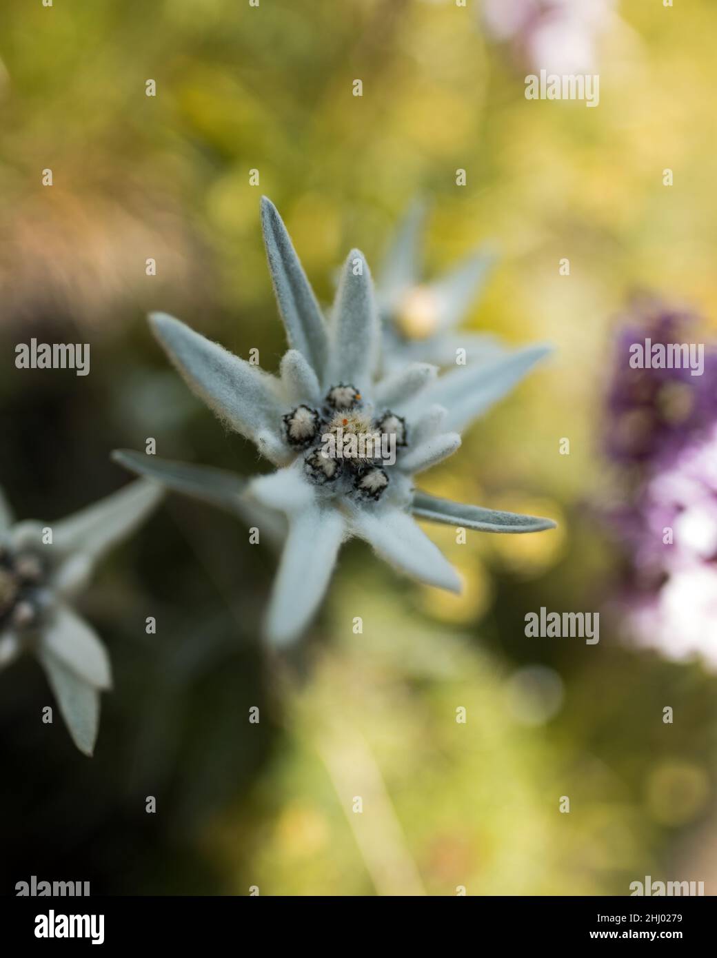Un Edelweiss rare dans l'AlpsEdelweiss suisse dans les Alpes suisses Banque D'Images