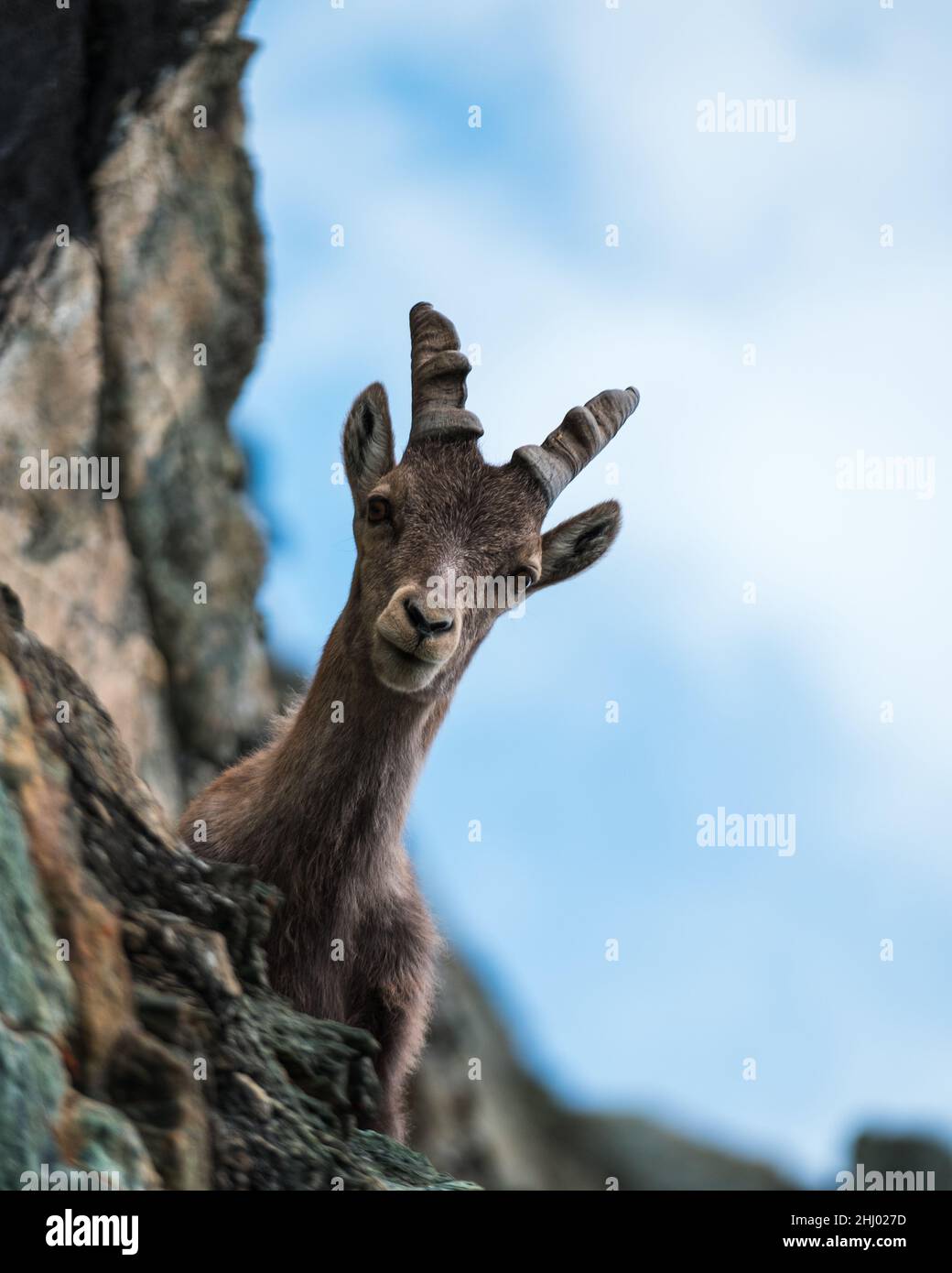 Bonjour jeune Capricorne Banque D'Images