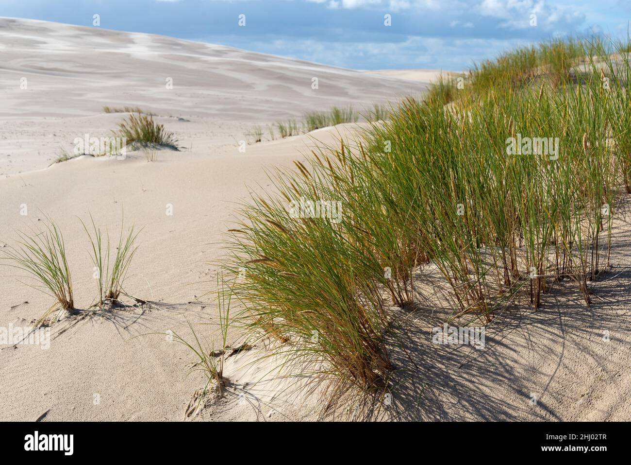 Herbe sèche sur la pente d'une dune errante dans le parc national de Slowinski.Près de Leba, Pologne. Banque D'Images