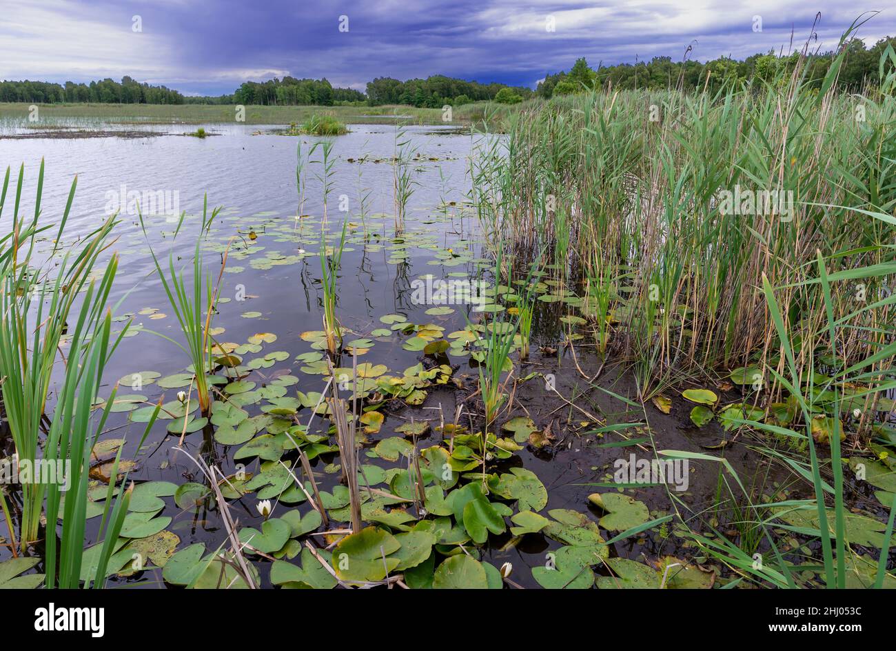 Reeds et nymphaea candida sur le lac Moszne, Pologne. Banque D'Images