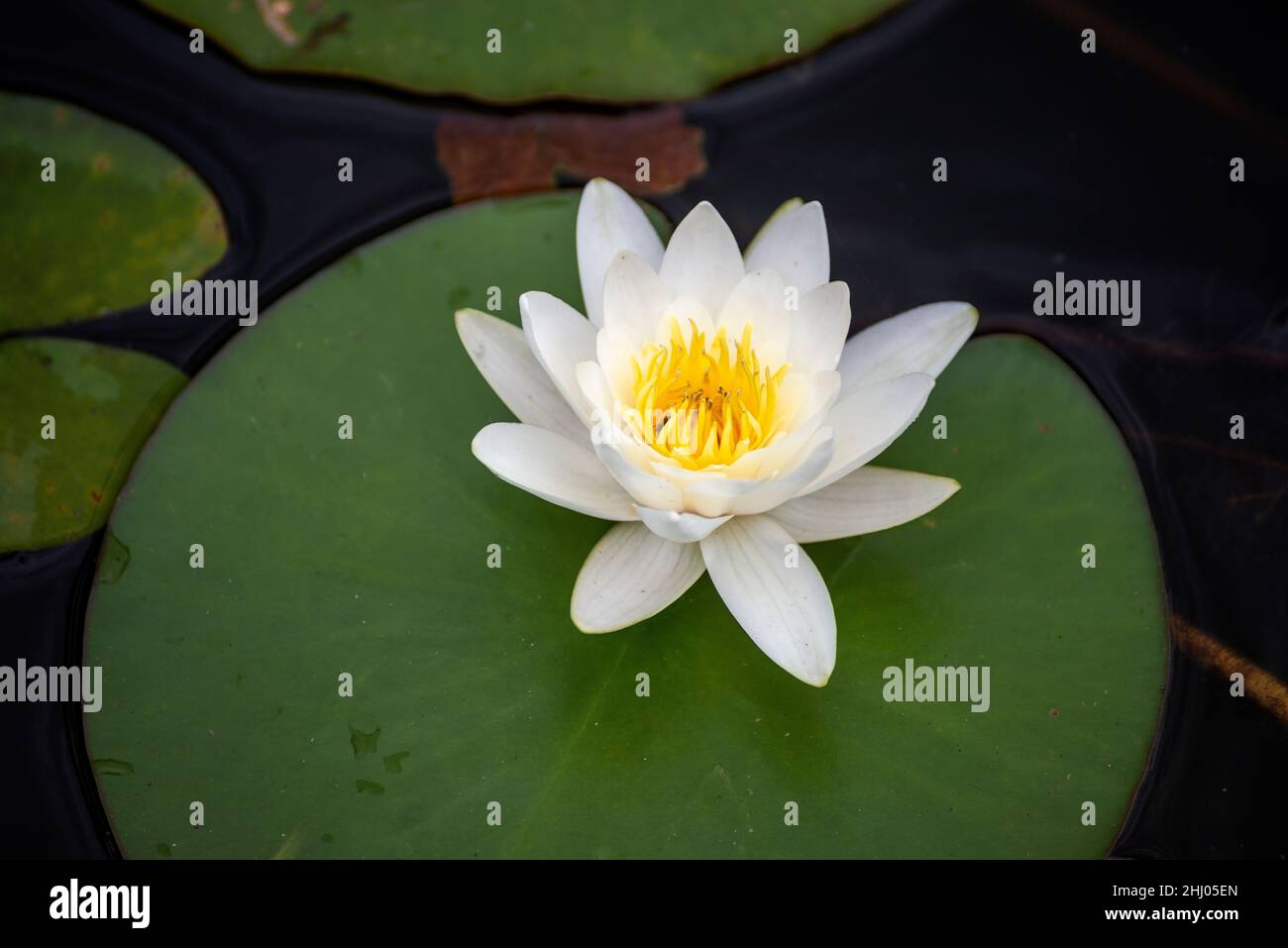 Nymphaea candida fleur blanche sur le lac Moszne Banque D'Images