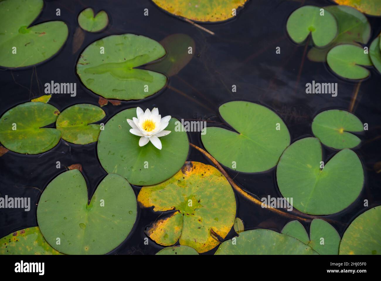 Nymphaea candida fleur blanche sur le lac Moszne Banque D'Images