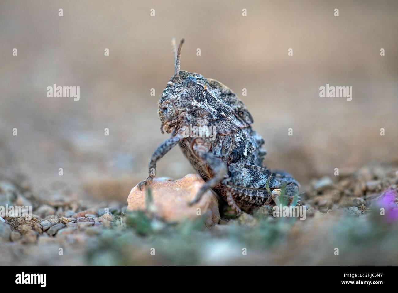 Grasshopper ailé, (Oedipoda caerulescens), Alentejo, Portugal, Europe Banque D'Images