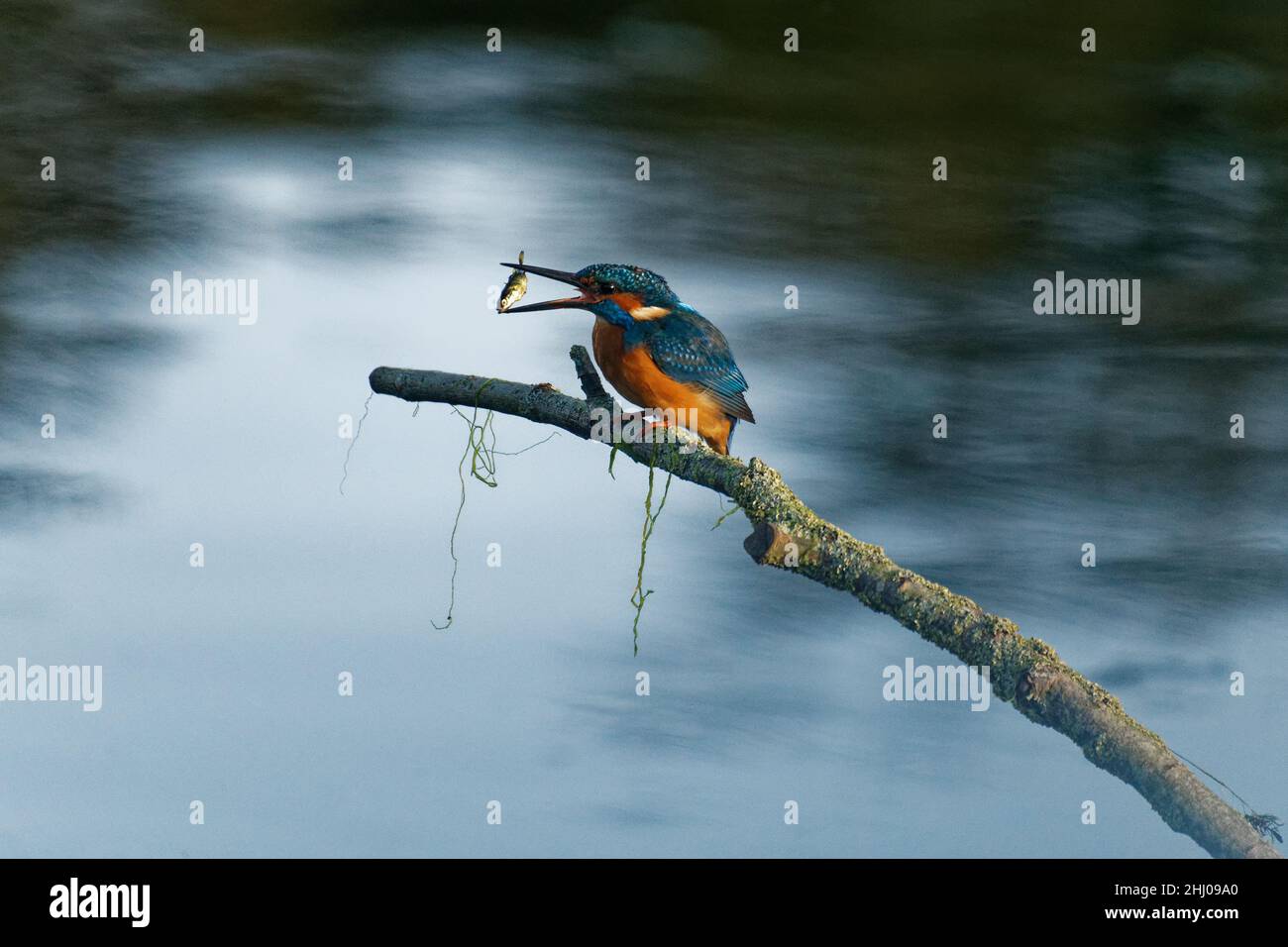 Kingfisher manger un poisson.Alcedo atthis Banque D'Images