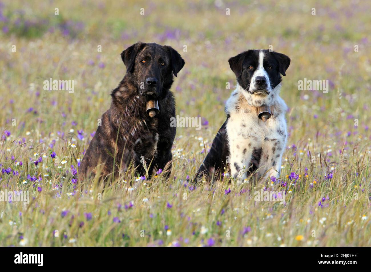Chiens de berger portugais, deux assis dans un champ, Alert, Alentejo Portugal Banque D'Images