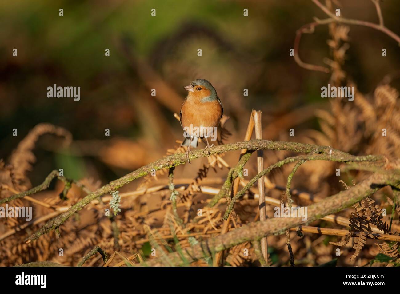 Vue de face d'un chaffin mâle perché sur une branche dans une forêt en hiver avec un fond flou de couleurs d'automne Banque D'Images