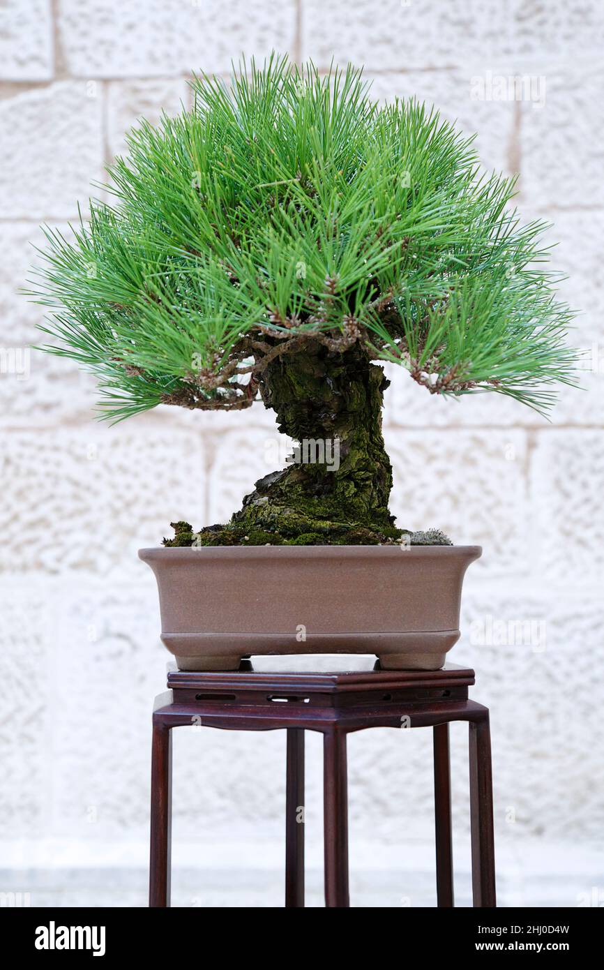 Pinus mugo bonsai contre un mur de pierre Banque D'Images