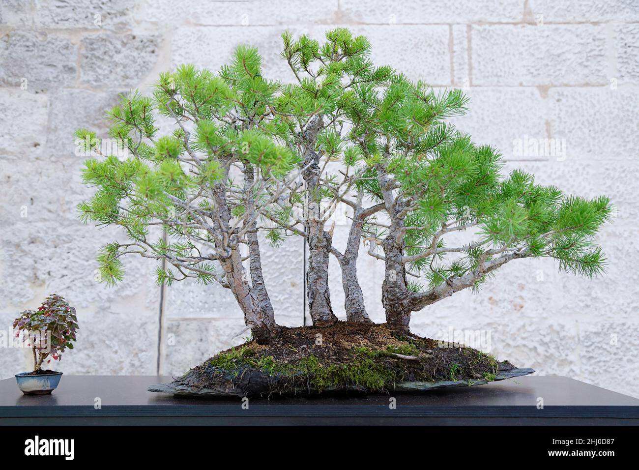 Pinus sylvestris bonsaï contre un mur de pierre Banque D'Images