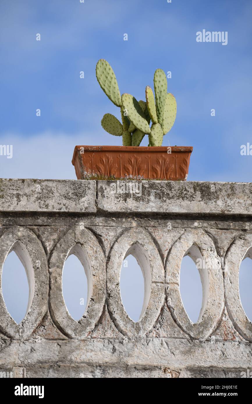 Un cactus sur un mur de clôture à l'intérieur de la vieille ville d'Ostuni, également connue sous le nom de 'la ville blanche', Apulia (Italie) Banque D'Images