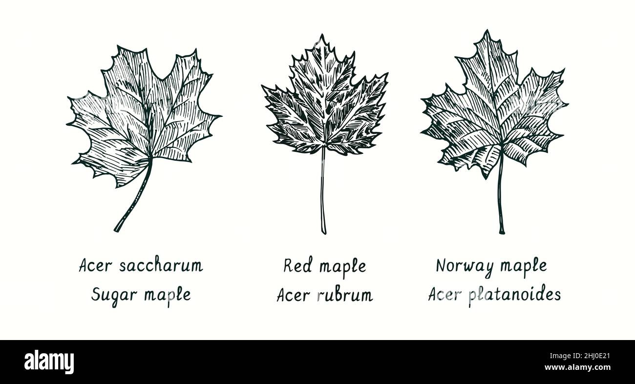 Feuille d'érable à sucre (Acer saccharum), d'érable rouge (Acer rubrum) et d'érable norvégien (Acer platanoides). Dessin d'une boisée noire et blanche à l'encre. Banque D'Images