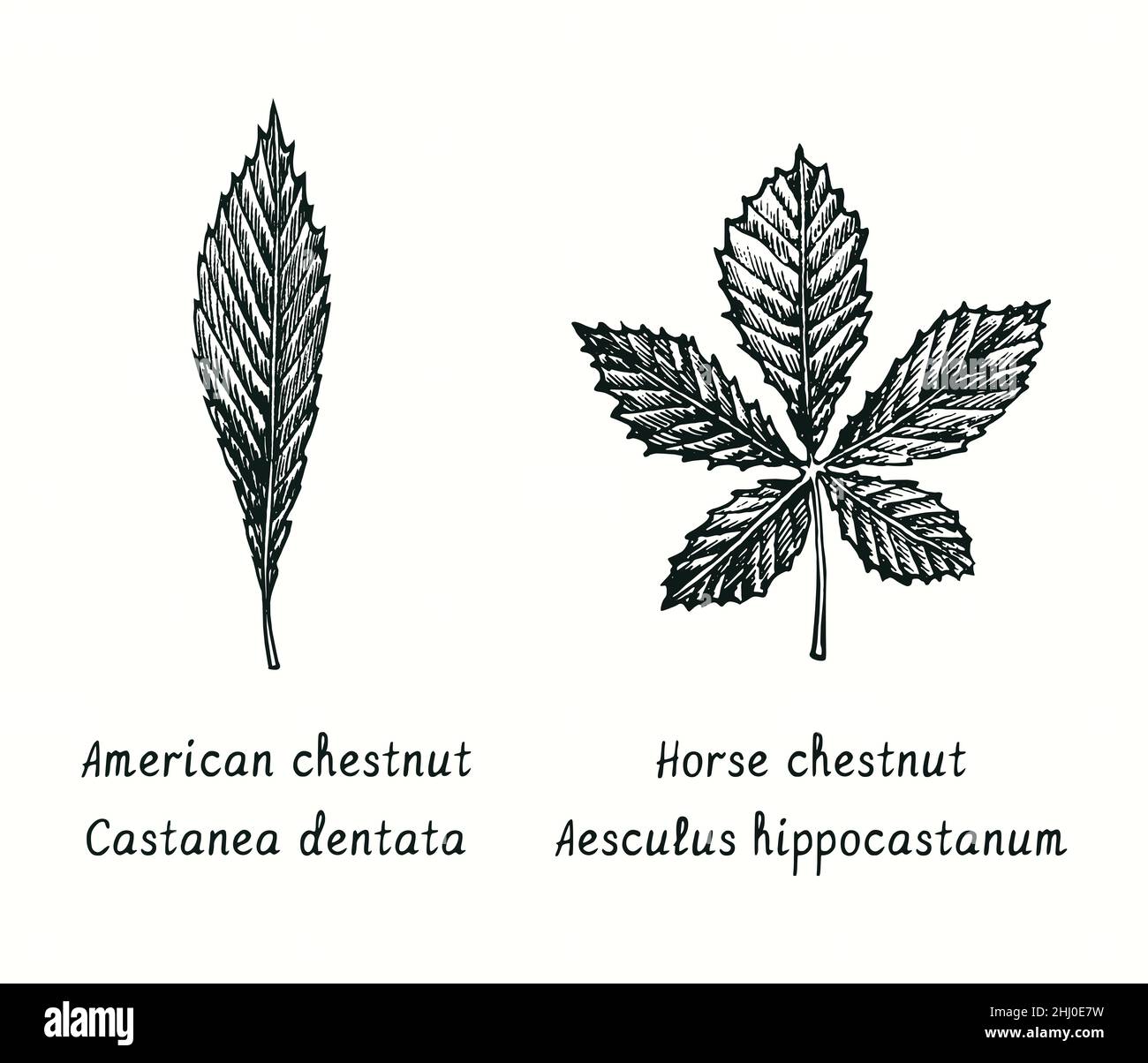 Feuille de châtaigne (Castanea dentata) et de châtaigne (Aesculus hippocastanum). Dessin d'une boisée noire et blanche à l'encre. Banque D'Images