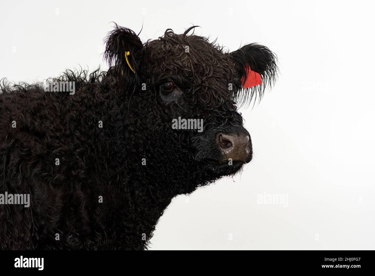 Gros plan d'une tête de vaches Galloway, extérieurement et paître sur les landes dans les puits de Howgill, Cumbria, Royaume-Uni. Banque D'Images