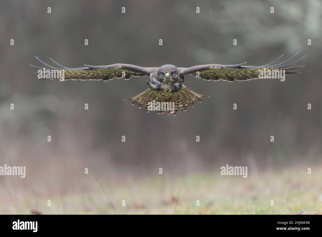 Buzzard Buteo buteo commun dans une vue rapprochée Banque D'Images