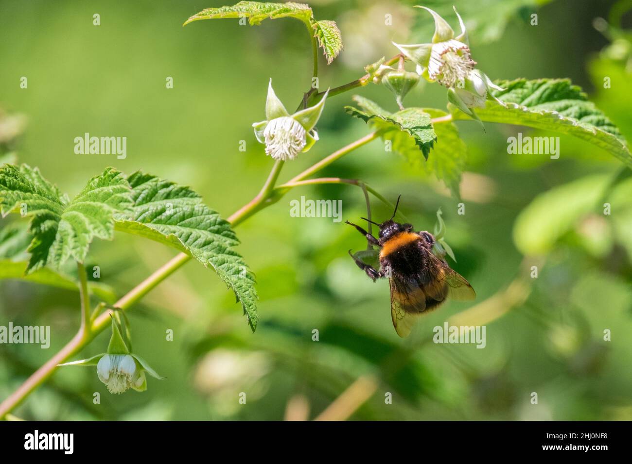 Le bourdon recueille le nectar des framboises fleuries.Pollinisation Banque D'Images