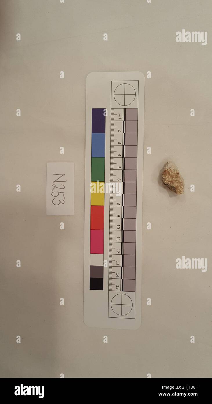 Fragment de stuc probablement 8th–12th siècle.Fragment de stuc. Probablement 8th–12th siècle.Stuc; sculpté.Excavé en Iran, Nishapur.Stuc Banque D'Images