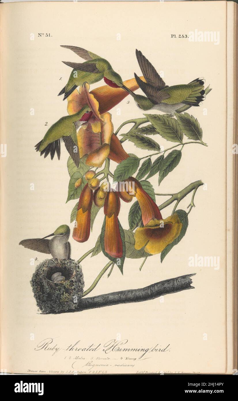 Les oiseaux d'Amérique des dessins fabriqués aux États-Unis 1842 après John James Audubon américain, né en Haïti Achetez un imprimé personnalisé encadré pour s'adapter à votre espace.Les oiseaux d'Amérique des dessins faits aux États-Unis 370267 Banque D'Images