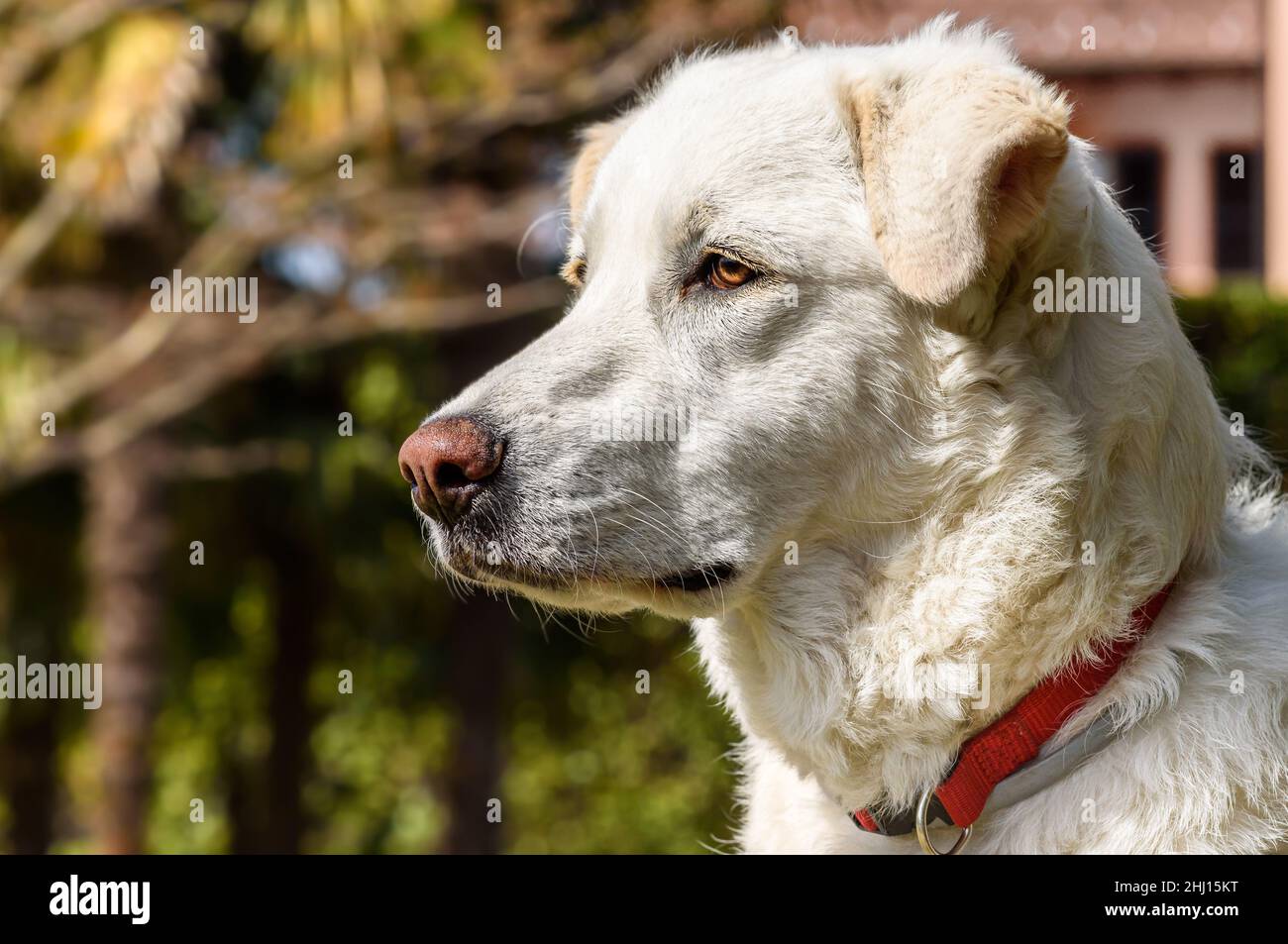 Portrait du jeune chien blanc sur fond vert. Banque D'Images