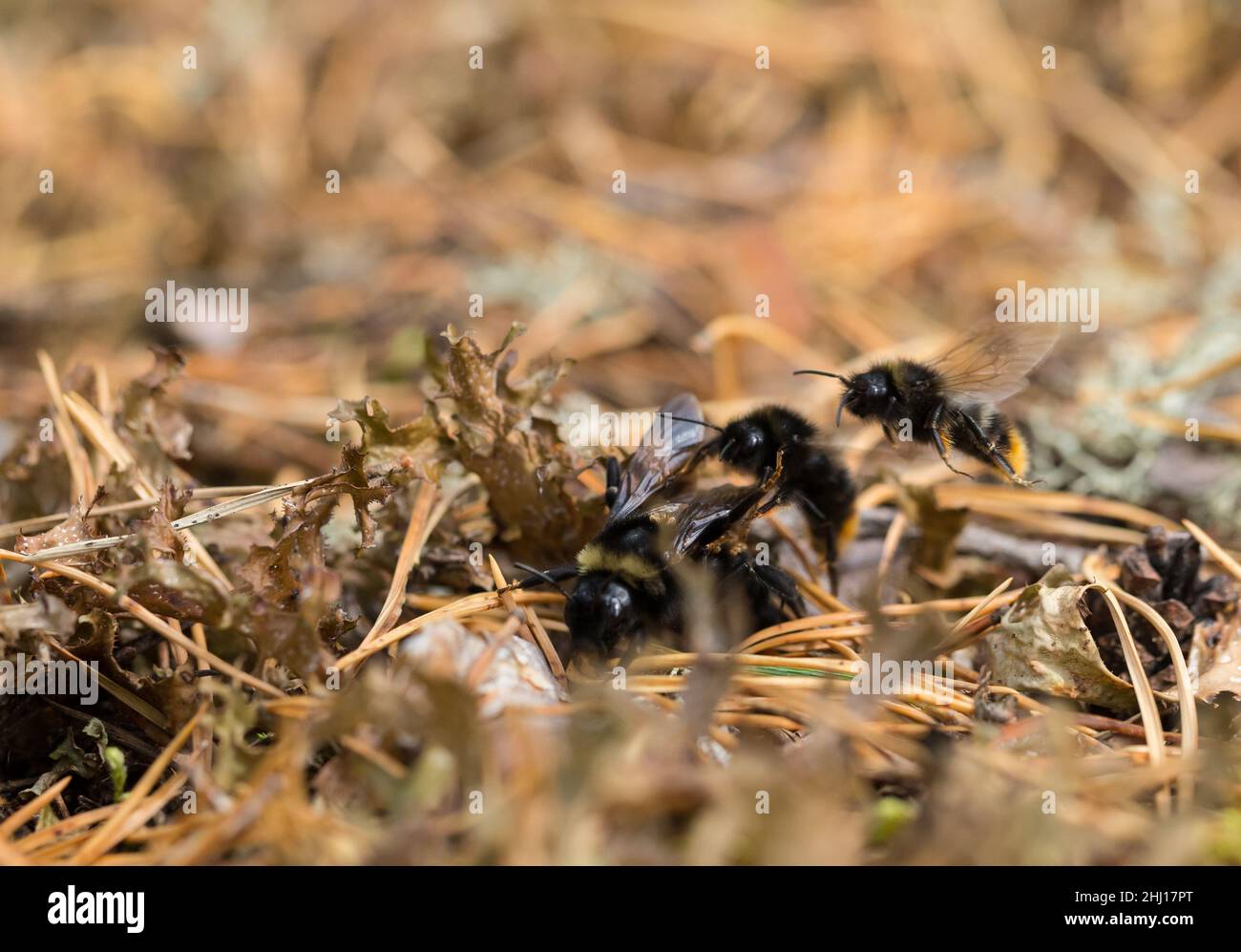 Des mâles à queue rouge (Bombus rupestris) tentent de s'accoupler avec une femelle Banque D'Images