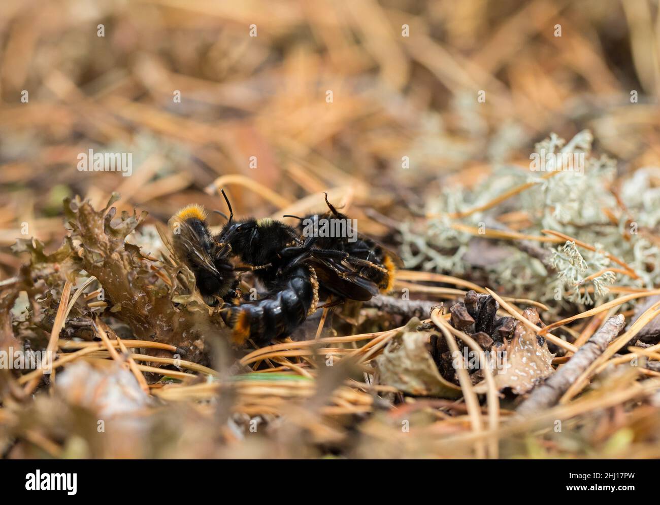 Des mâles à queue rouge (Bombus rupestris) tentent de s'accoupler avec une femelle Banque D'Images