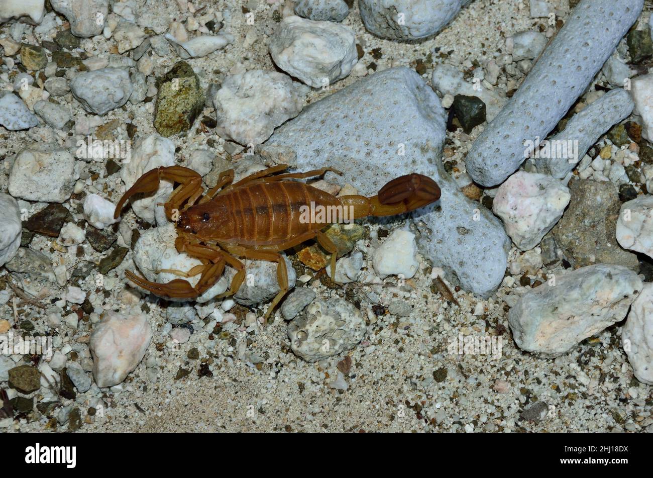 Antillen-Rindenskorpion, scorpion d'écorce antillan, Centruroides testaceus, Curaçao Banque D'Images