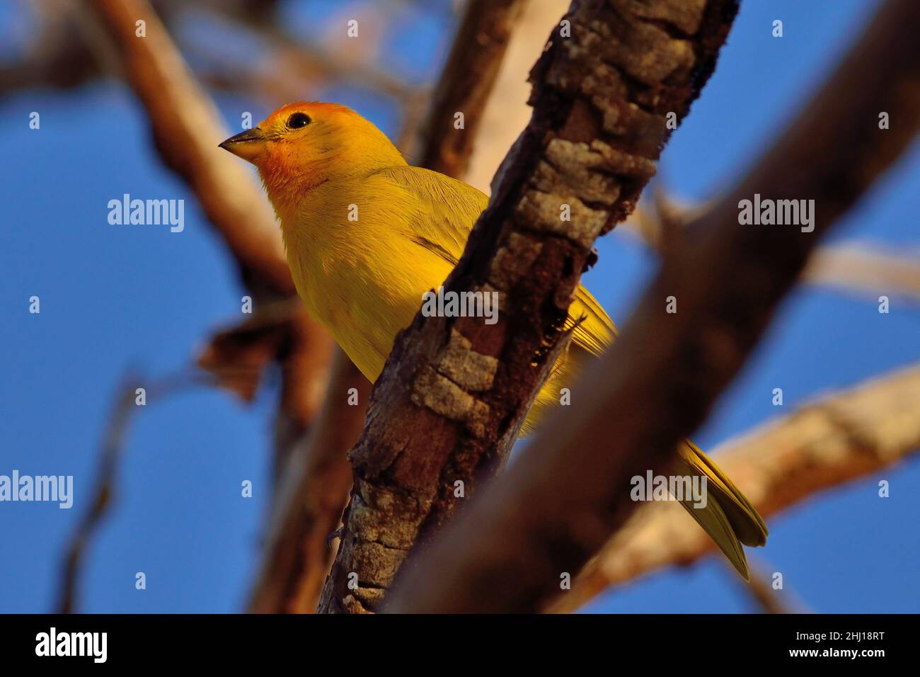 Safranammer, safran finch, Sicalis flaveola, Curaçao Banque D'Images