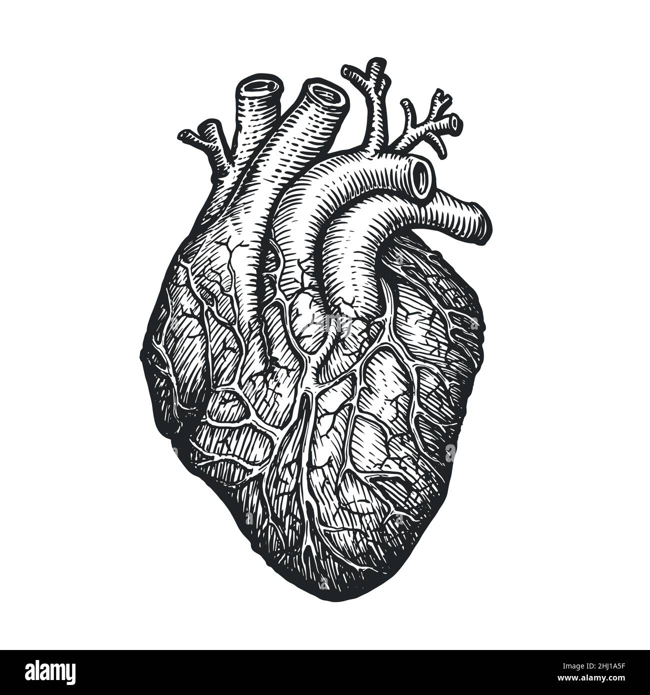 Croquis du cœur humain sur fond blanc.Organe anatomique humain tracé à la main.Illustration vectorielle gravée Illustration de Vecteur