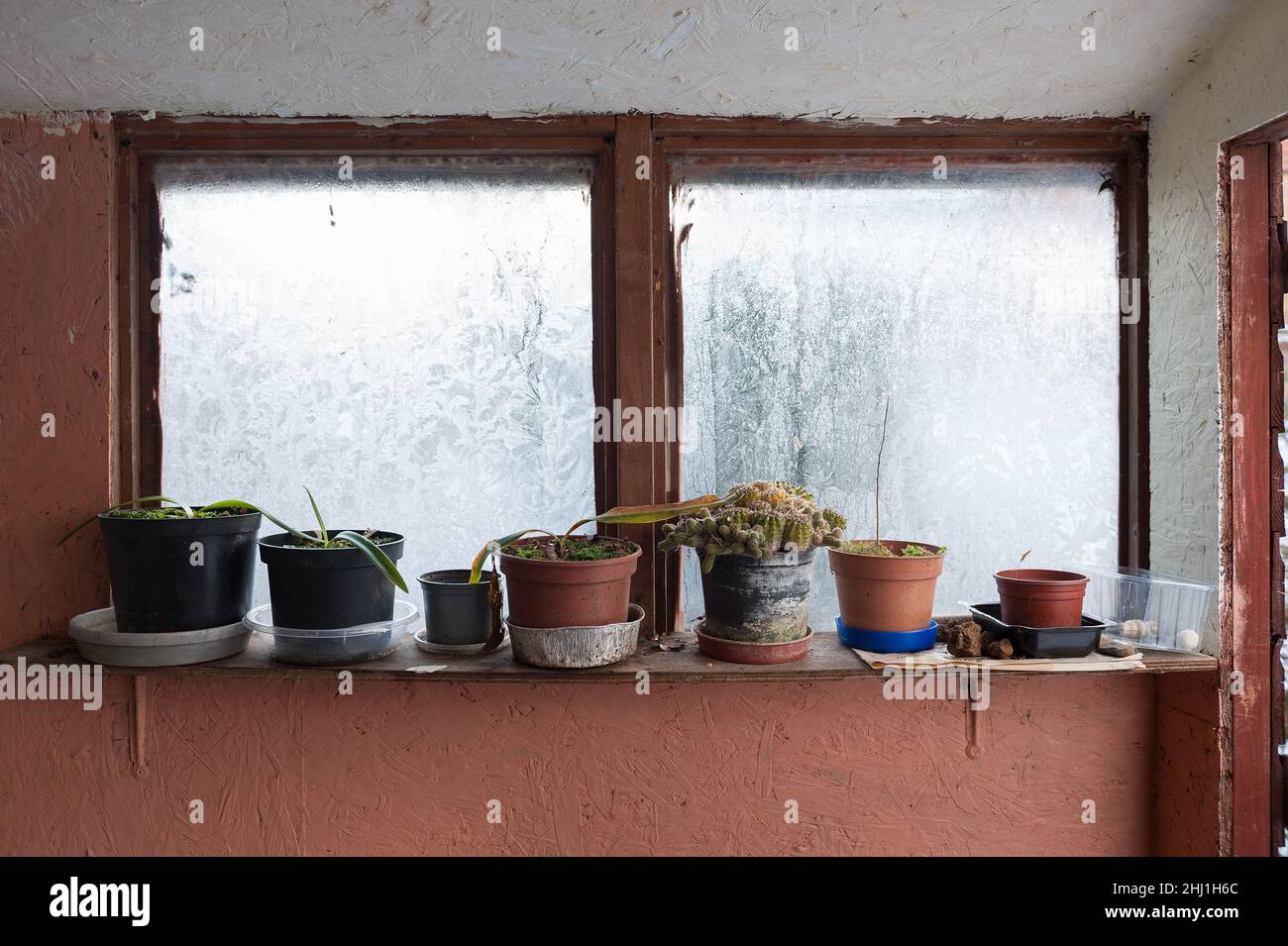 Rangée de plantes délicates, cactus, nénuphar dans des pots en plastique placés à l'intérieur du hangar de potage pour protéger de la glace et de la neige à l'extérieur qui tueraient les plantes Banque D'Images