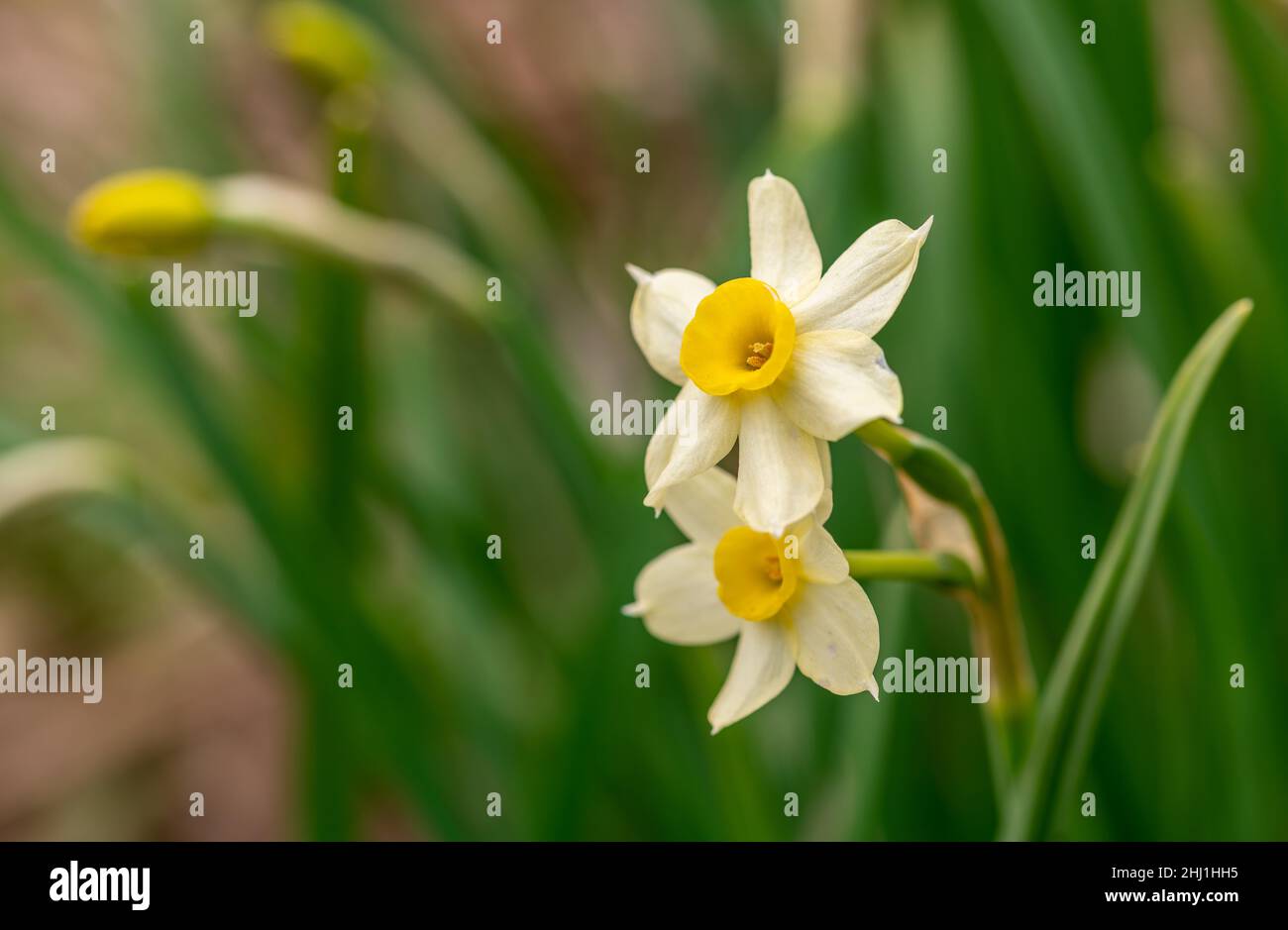 jardin de fleurs fleurissant au printemps, fleurs colorées avec la lumière du soleil du matin Banque D'Images