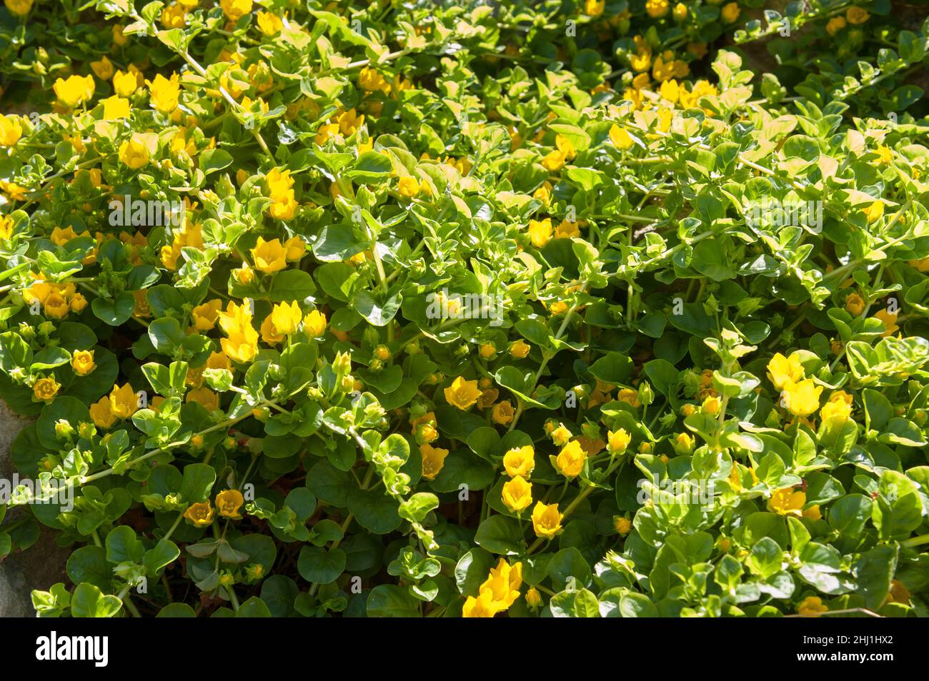 Lysimachia nummularia, creeping Jenny, deux versions légèrement différentes en raison de l'intensité de la lumière et du contenu du sol, l'un avec d'autres or léger avec Banque D'Images