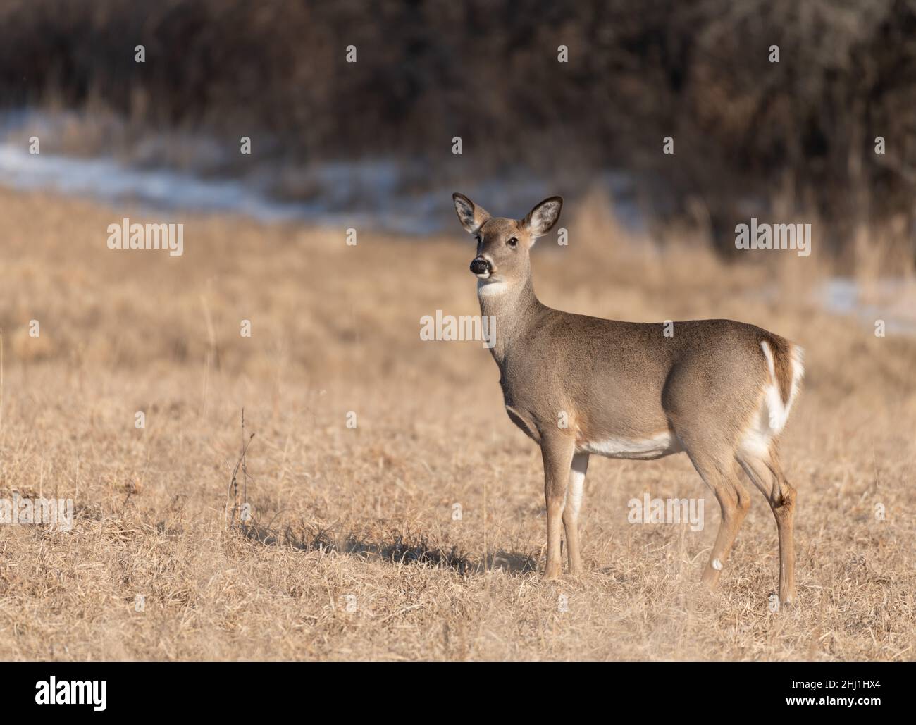 Cerf marchant dans le champ dans la chaleur estivale Banque D'Images