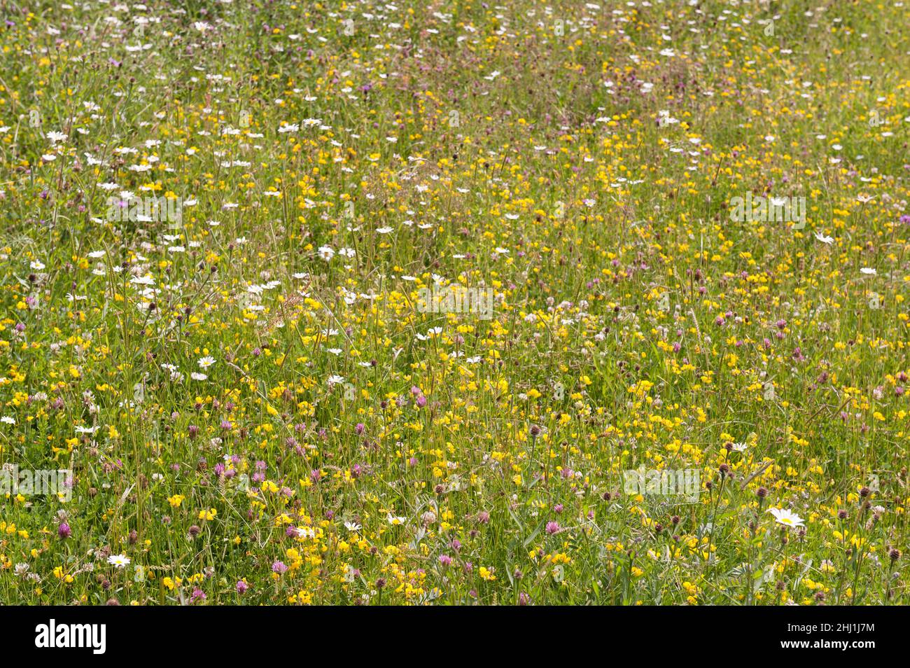 Prairie de foin de luxe avec herbes de trèfle vetches oeil de boeuf Daisy Birdsfoot trèfle d'huile de trèfle attirer les insectes pollinisateurs abeilles papillons planeurs Banque D'Images