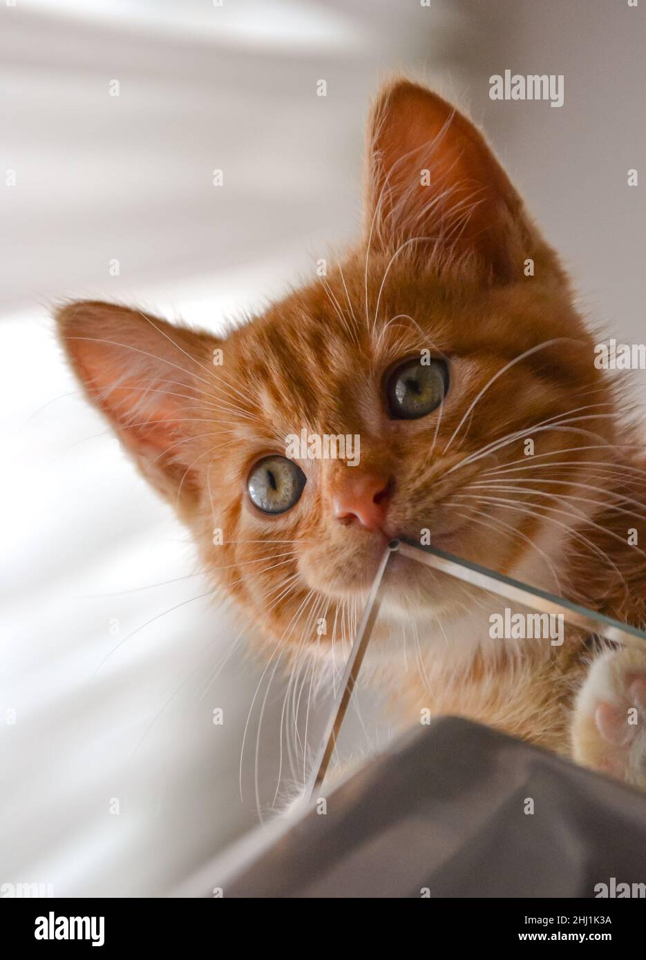 Un chaton au gingembre espiègle sur le bord de la table Banque D'Images