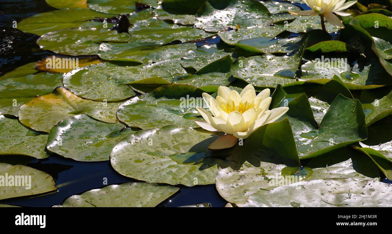 Un lotus blanc dans un étang parmi les feuilles par une journée ensoleillée Banque D'Images