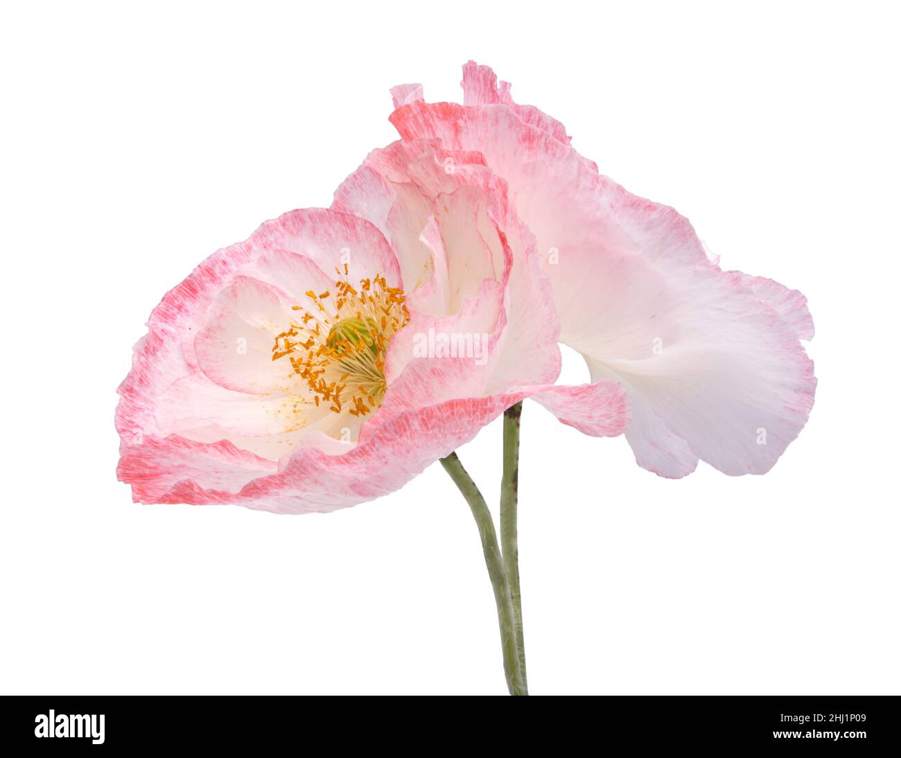 Fleur de pavot blanche et rose isolée sur le blanc Banque D'Images