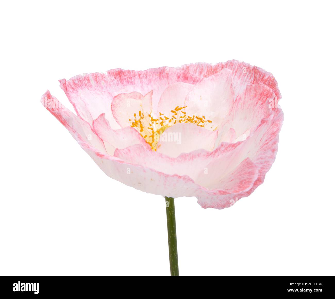 Fleur de pavot blanche et rose isolée sur le blanc Banque D'Images