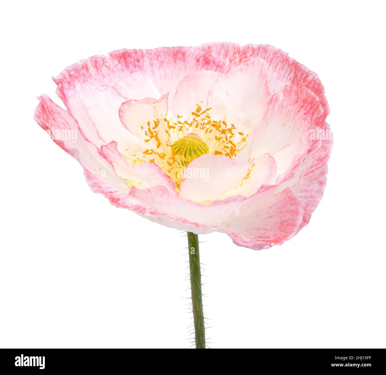 Fleur de pavot blanche et rose isolée sur le blanc Banque D'Images